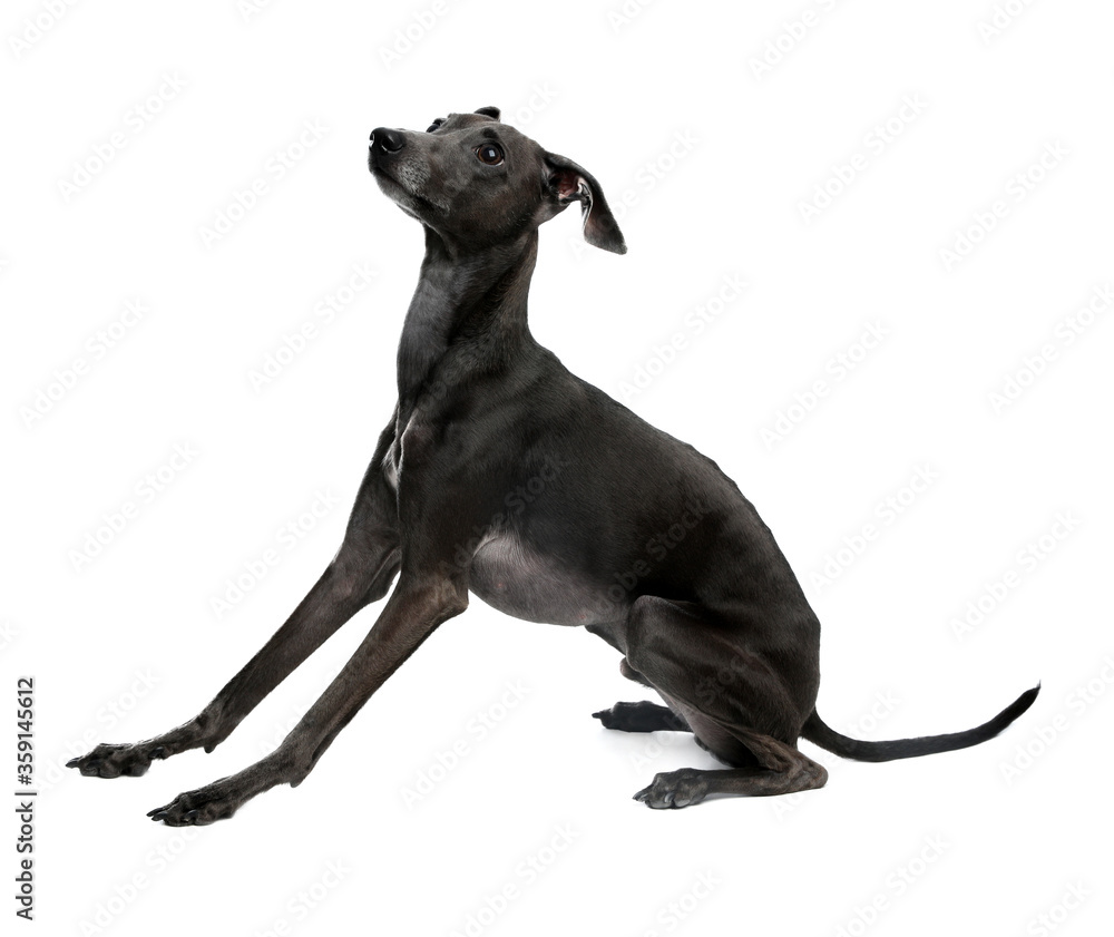 Cute Italian Greyhound dog on white background