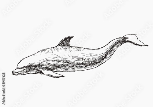 Vector hand drawn illustration of dolphin isolated on white. Sketch of wild sea animal for print on clothes. Underwater world.