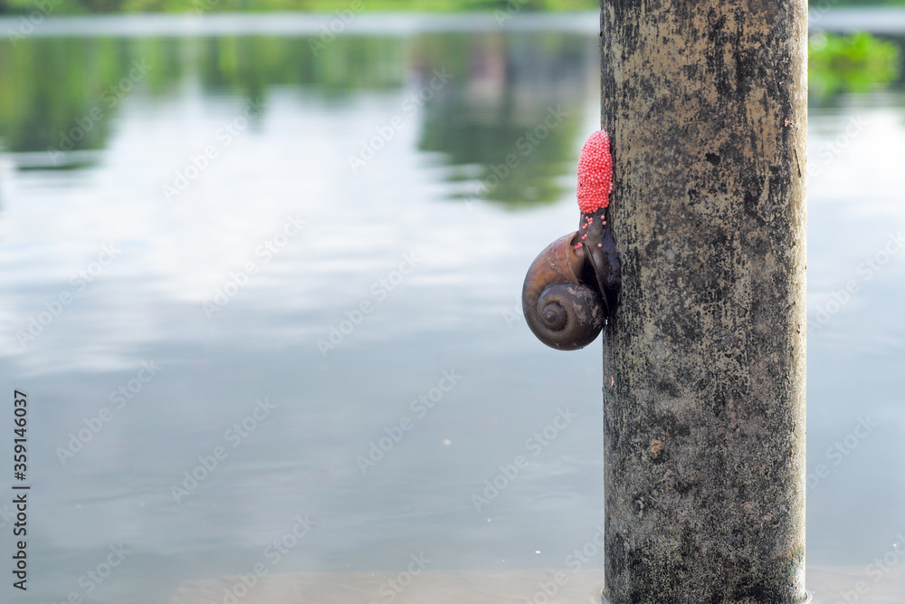 Fototapeta premium Closeup Cherry snail laying a lot of pink eggs on the steel column in the river with blurred river and landscape in background