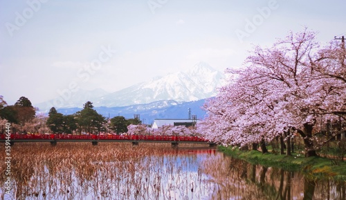 Wallpaper Mural Cherry blossoms in front of bridge and mountains in Takada park in Niigata, Japan Torontodigital.ca