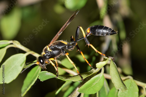 Black and Yellow Mud Dauber wasp (Sceliphron caementarium) in tree foliage, side view macro image. Parasitoid wasp that builds nests from mud. Found in several countries around the world. photo