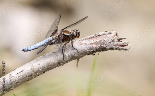 dragonfly sits on a branch
