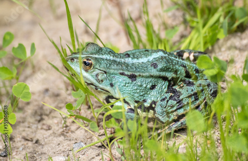 green frog basking in the sun sitting on the shore of a pond