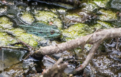 green frog swims in the pond