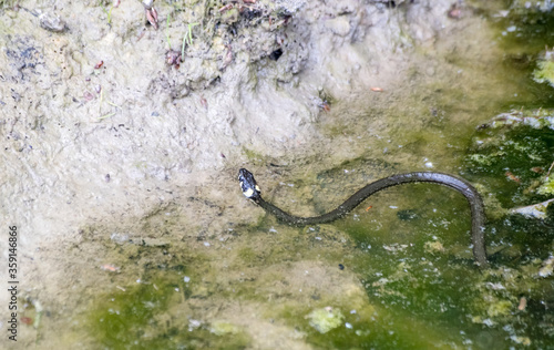 black snake swims in a pond
