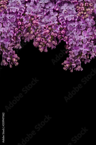 Lilac Flower on black background  copy space