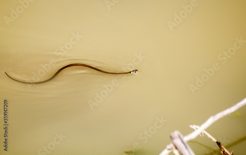 black snake swims in a pond