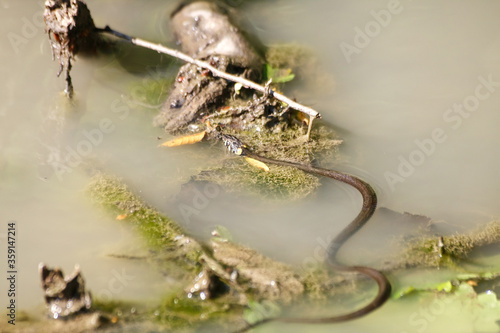 black snake swims in a pond