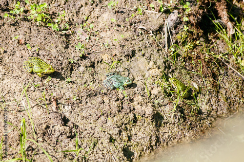 three green frogs basking in the sun sitting on the shore of a pond