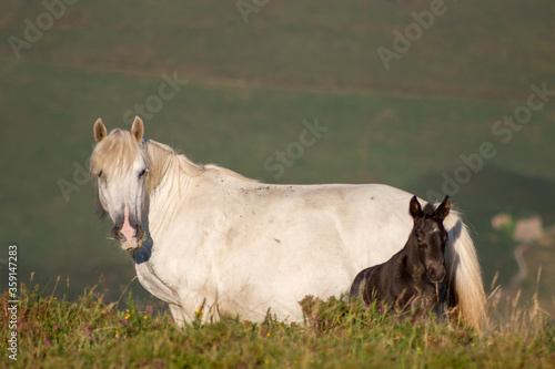 Side view of pure white horse mare  with grey black two weeks old foal looking at camera in a green valley background. photo