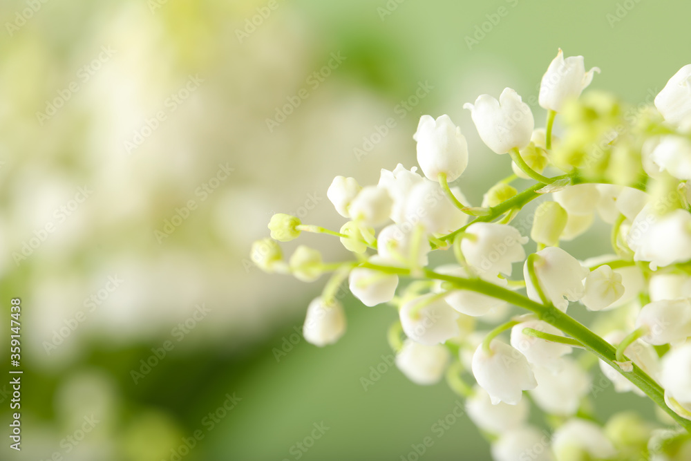Beautiful lily of the valley flowers on blurred background, closeup Beautiful lily of the valley flowers on blurred background, closeup