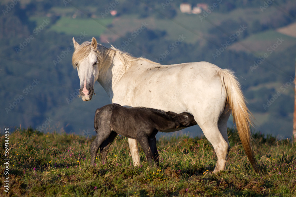 Obraz premium Side view of pure white horse mare with grey black two weeks old foal feeding in a green mountain valley background.