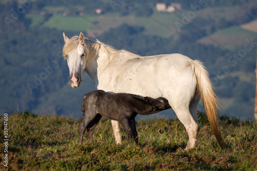 Side view of pure white horse mare with grey black two weeks old foal feeding in a green mountain valley background.