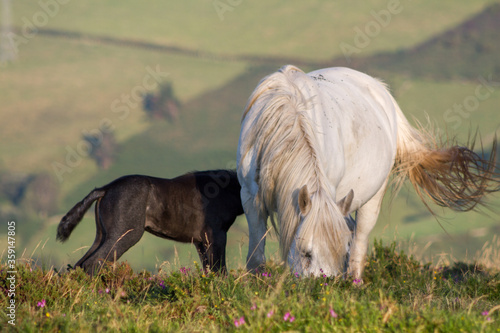 Pure white horse mare with grey black two weeks old foal feeding in a green mountain valley background. photo