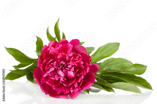 Red peony flower isolated on white isolated on white