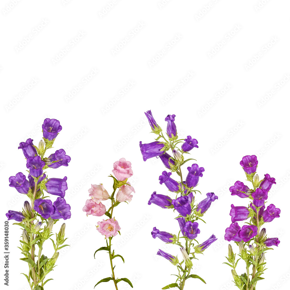 Obraz premium Campanula Flowers. Beautiful hand-bell isolated on background. Copy spase, flat lay, top view, Holiday symbol. Greeting card