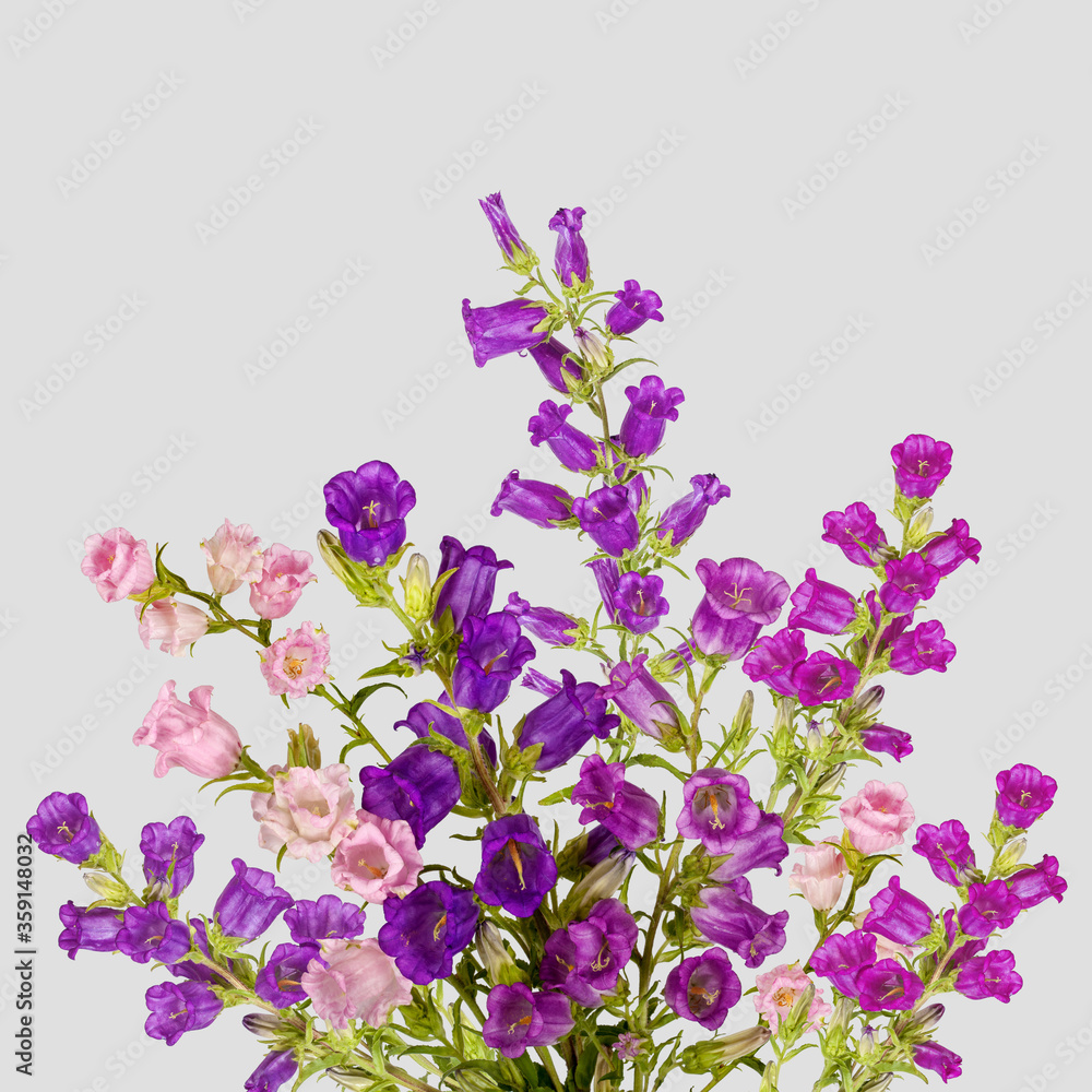 Fototapeta premium Campanula Flowers. Beautiful hand-bell isolated on background