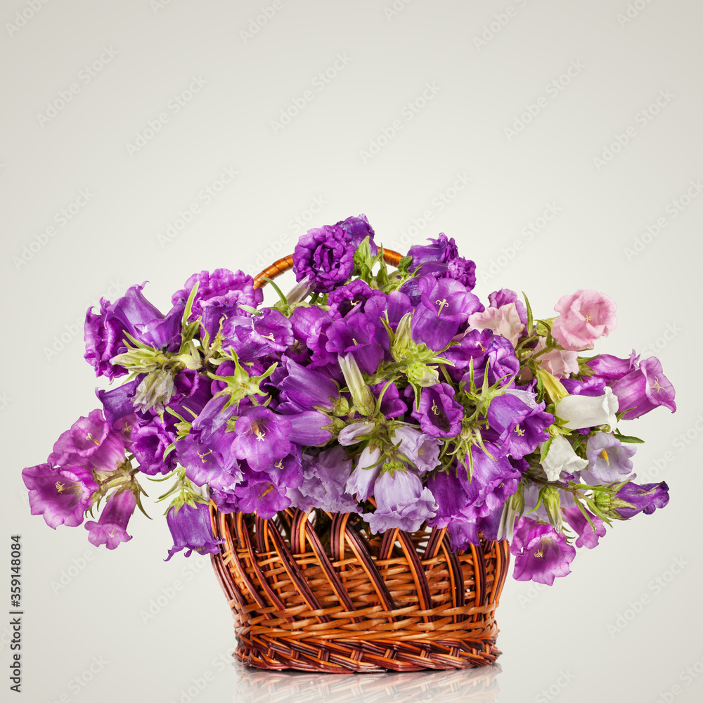 Campanula Flowers. Beautiful  hand-bell in basket. Copy spase, flat lay, top view, Holiday symbol. Greeting card