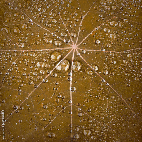 Water drops on brown fresh leaf macro