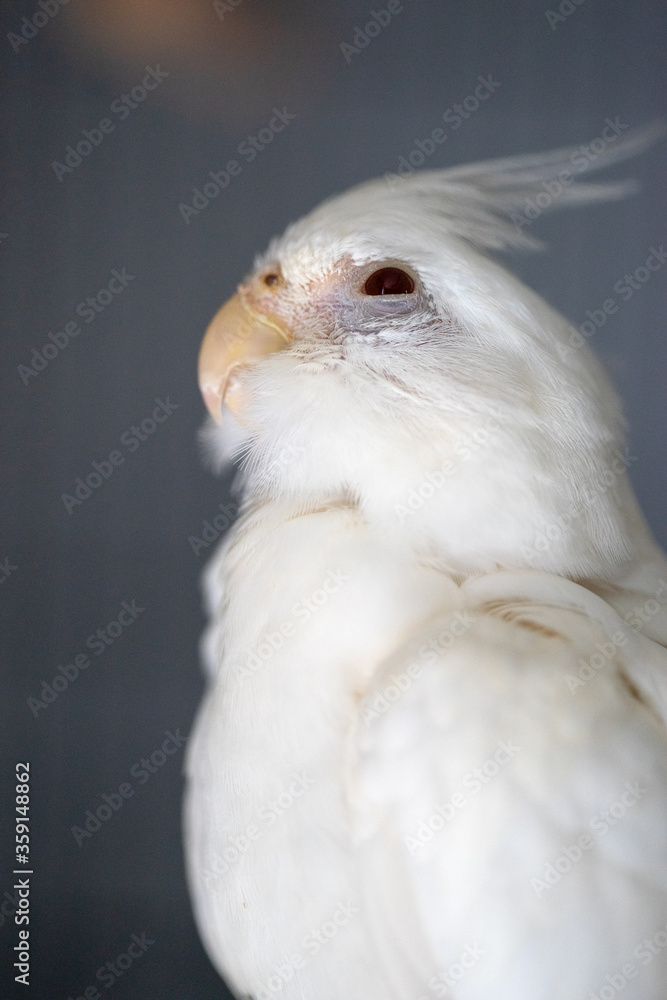 Female albino cockatiel portraiture Female albino cockatiel portraiture