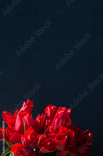 red tulips on a dark blue background