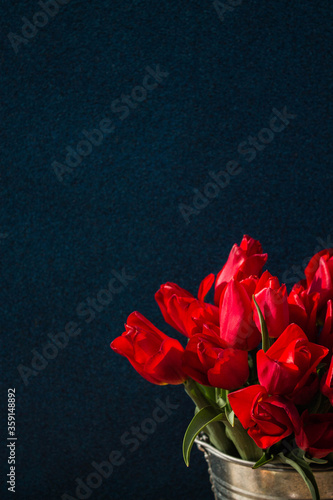 red tulips on a dark blue background