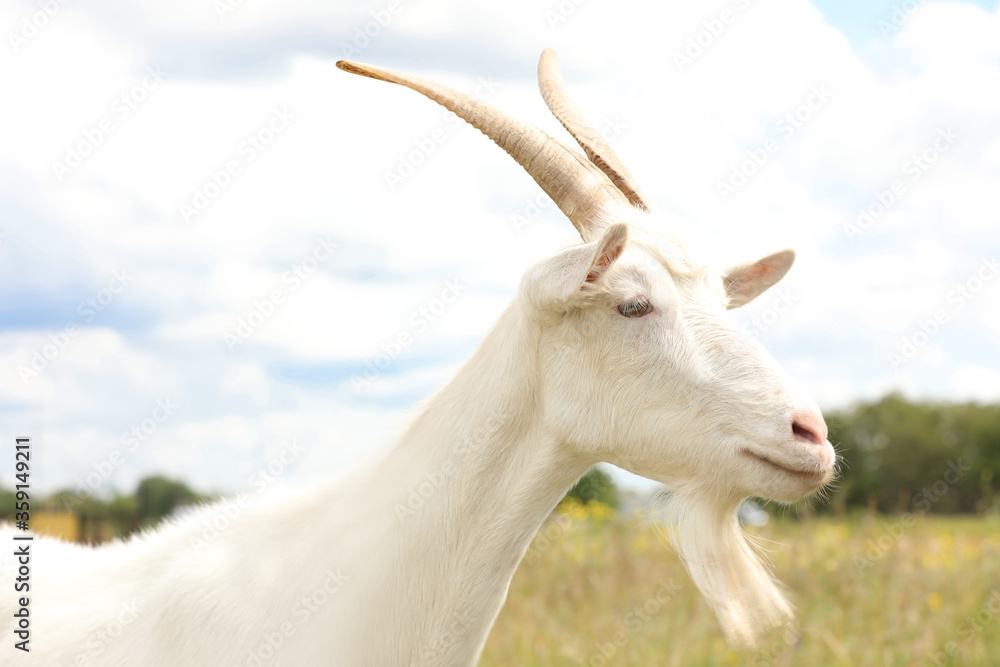 Beautiful white goat in field, closeup. Animal husbandry Beautiful white goat in field, closeup. Animal husbandry