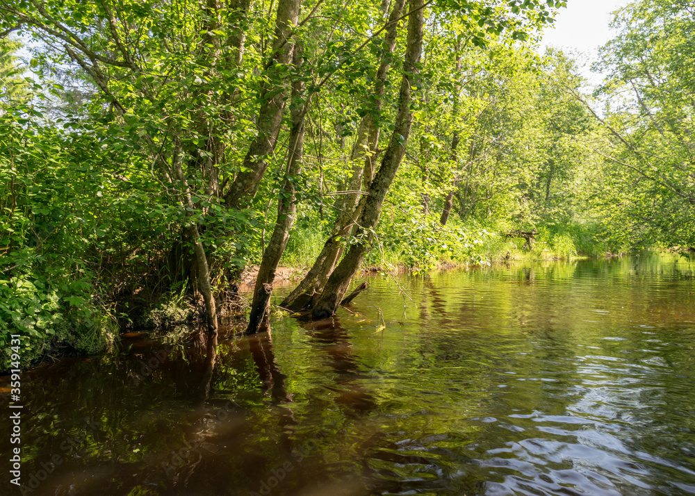 landscape with forest river reflection view, green forest river view landscape with forest river reflection view, green forest river view
