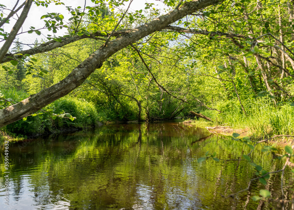 a small brown river, trees fall into the water, low river calm,.summer forest river reflection landscape..