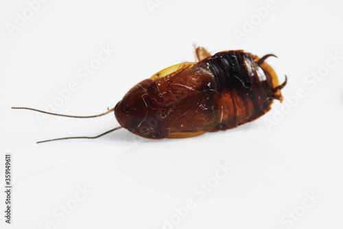 Dead brown cockroach after aplication of insect repellent for pest controlling. Close up shot on a white isolated background.