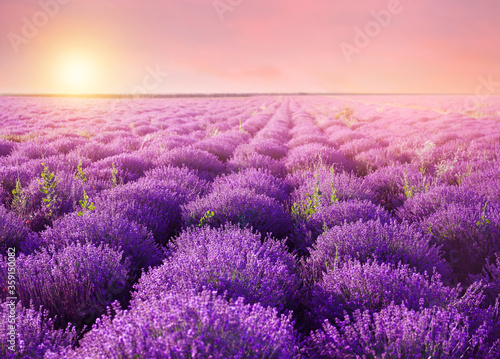 Beautiful blooming lavender in field on summer day at sunset