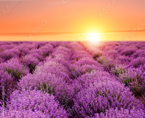 Beautiful blooming lavender in field on summer day at sunset