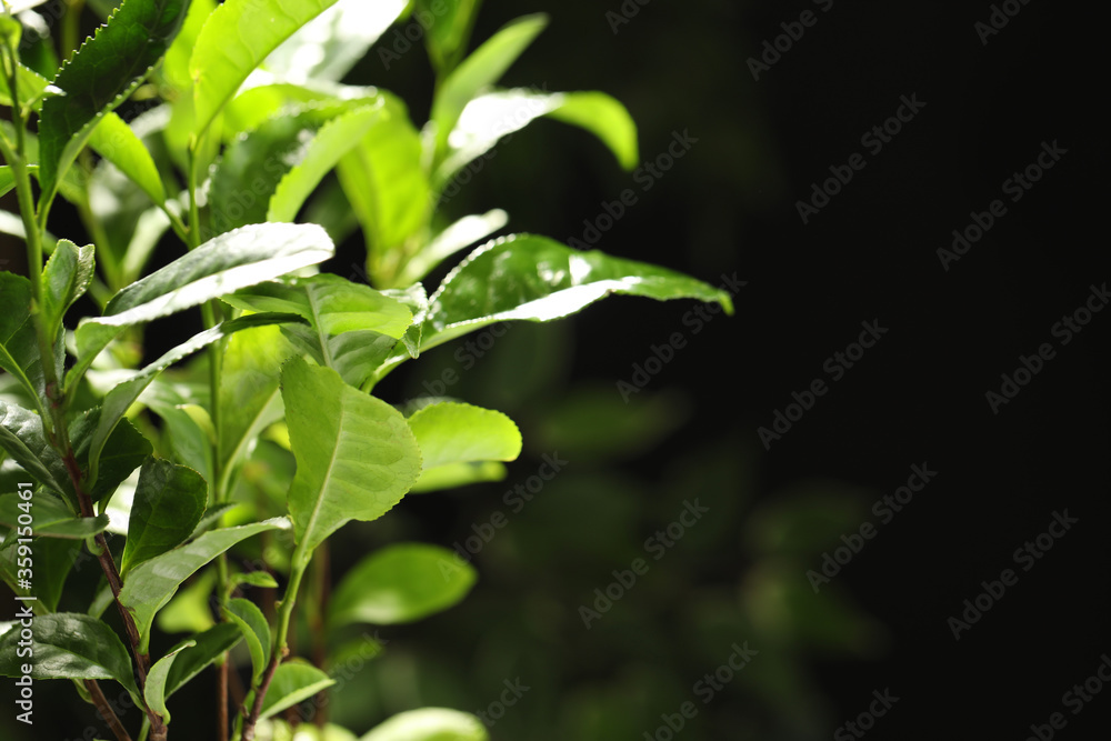Closeup view of green tea plant against dark background. Space for text Closeup view of green tea plant against dark background. Space for text