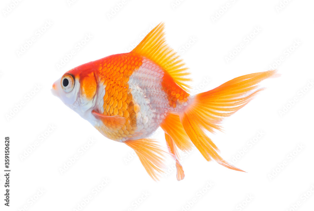 Beautiful bright small goldfish isolated on white Beautiful bright small goldfish isolated on white