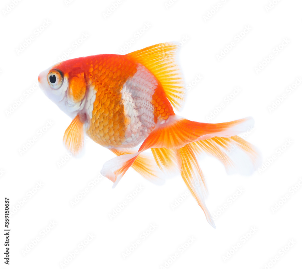 Beautiful bright small goldfish isolated on white Beautiful bright small goldfish isolated on white
