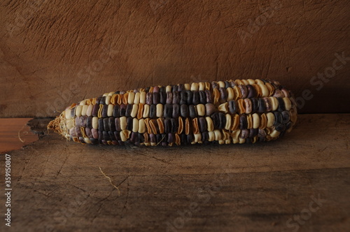 Purple corn or flint corn is different corn on the wood floor.Zea mays ceratina photo