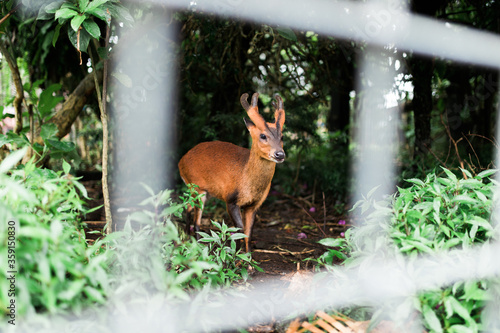 Bali, Indonesia - February, 2020: Roe deer in a Hindu temple that represents good and positive energy.