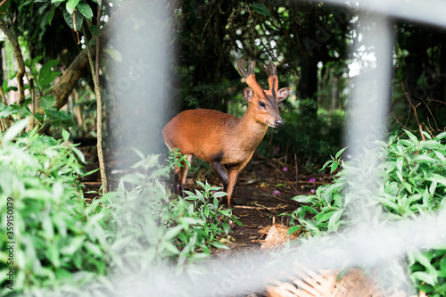 Bali, Indonesia - February, 2020: Roe deer in a Hindu temple that represents good and positive energy.
