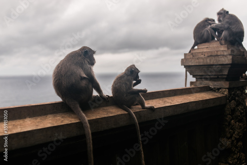 Monkeys at the temple of Uluwatu on the island of Bali, Indonesia © dianagrytsku