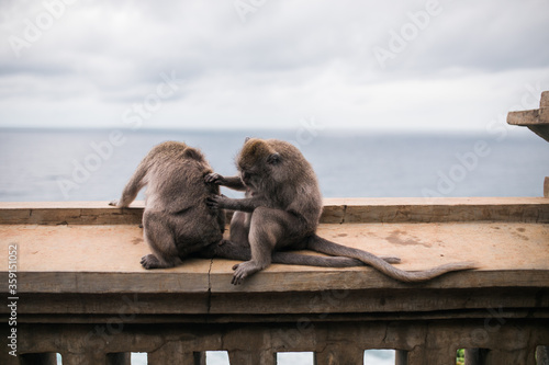 Monkeys at the temple of Uluwatu on the island of Bali, Indonesia © dianagrytsku