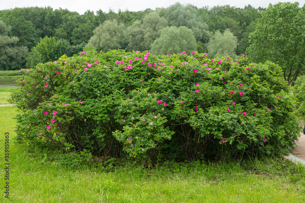 green rosehip Bush blooming with pink flowers