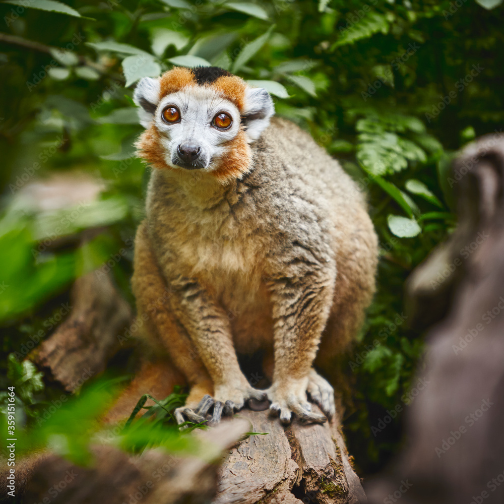 Obraz premium Golden monkey with red eyes on a log through the green bushes 