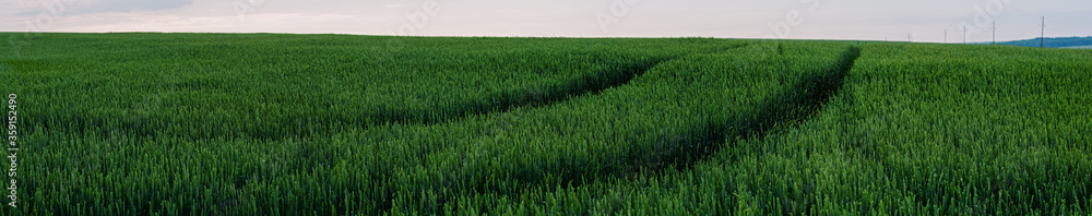 Panorama. Field of ripening green wheat. beautiful view in summer early. Panorama. Field of ripening green wheat. beautiful view in summer early.