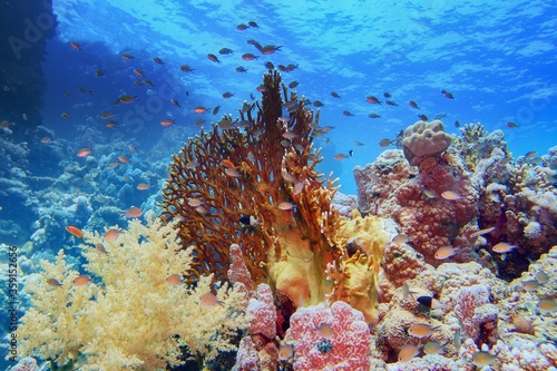 Fototapeta Naklejka Na Ścianę i Meble -  Beautiful tropical coral reef with diverse hard and soft corals and shoal of coral fish