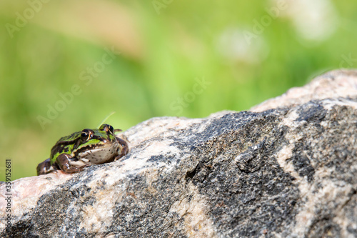 edible frog (Pelophylax esculentus) at a pond