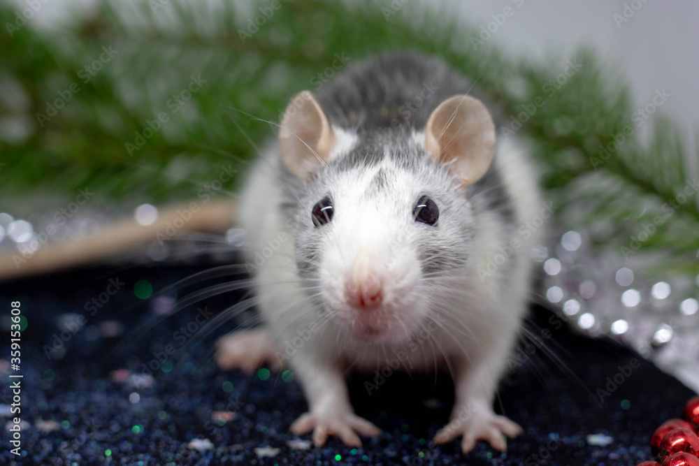 The symbol of the outgoing year 2020 is a metal silver rat.Funny Christmas animal, pet rat. Chinese zodiac, Eastern horoscope The symbol of the outgoing year 2020 is a metal silver rat.Funny Christmas animal, pet rat. Chinese zodiac, Eastern horoscope