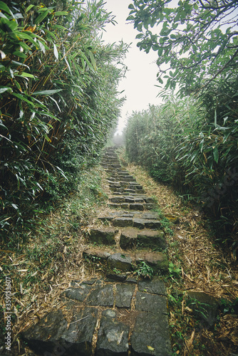 winding path in the woods with fog