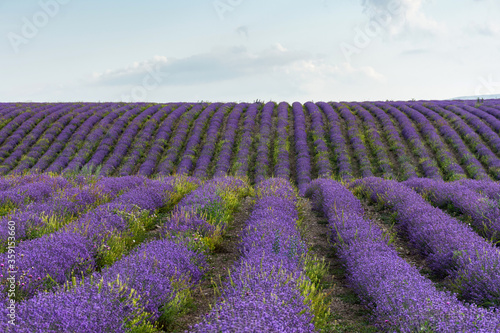Lavender field straight beautiful rows. Rural Provence. The cultivation of lavender. Summer Sunny bright panoramic view. French lavender. © Anna Pismenskova
