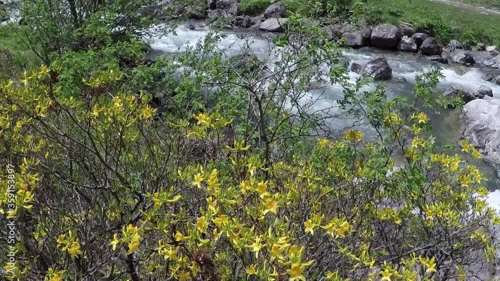 Caucasus, Ossetia. Kurtat Gorge. Blooming azaleas. Caucasus, Ossetia. Kurtat Gorge. Blooming azaleas.