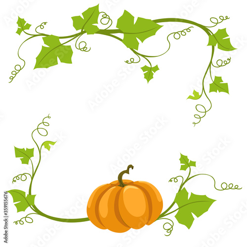 Pumpkin vine on a white background.